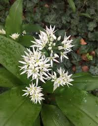 Attēlu rezultāti vaicājumam “Allium ursinum flower”
