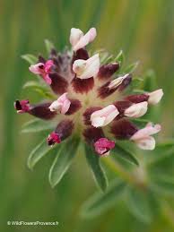 Image result for Anthyllis vulneraria rubra