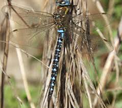 Attēlu rezultāti vaicājumam “Aeshna mixta”