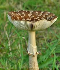 Attēlu rezultāti vaicājumam “Amanita regalis”