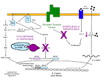 <b>CYCLOSPORINE</b> binds to