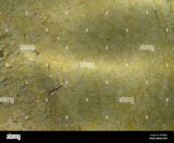 Attēlu rezultāti vaicājumam “Gerridae imago”