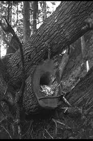 Attēlu rezultāti vaicājumam “Perenniporia subacida”