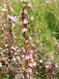 Attēlu rezultāti vaicājumam “Cuscuta epithymum subsp. trifolii flower”