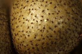 Attēlu rezultāti vaicājumam “Lycogala convexum”