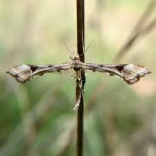 Attēlu rezultāti vaicājumam “Pterophoridae”