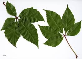 Attēlu rezultāti vaicājumam “Parthenocissus quinquefolia leaf”