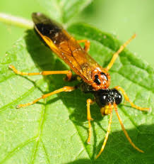 Attēlu rezultāti vaicājumam “Tenthredo scrophulariae larva”