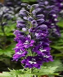 Attēlu rezultāti vaicājumam “Delphinium elatum  fruit”