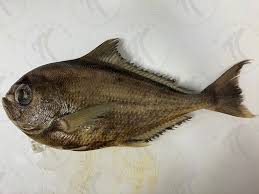 Image result for Eumegistus illustris