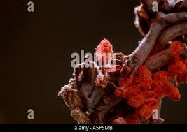 Attēlu rezultāti vaicājumam “Cribraria argillacea stalked”