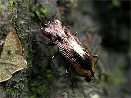 Attēlu rezultāti vaicājumam “Notiophilus biguttatus”