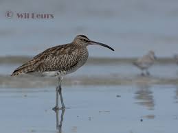 Attēlu rezultāti vaicājumam “Numenius phaeopus adult”