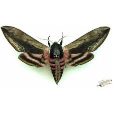 Attēlu rezultāti vaicājumam “Sphinx ligustri”