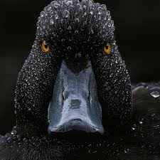 Attēlu rezultāti vaicājumam “Aythya fuligula male”