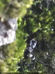 Attēlu rezultāti vaicājumam “Badhamiopsis praetermissa”