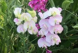 Attēlu rezultāti vaicājumam “Lathyrus latifolius flower”