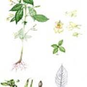 Attēlu rezultāti vaicājumam “Impatiens parviflora fruit”