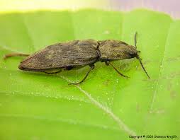 Attēlu rezultāti vaicājumam “Prosternon tessellatum”