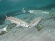 Image result for Pseudomyxus capensis