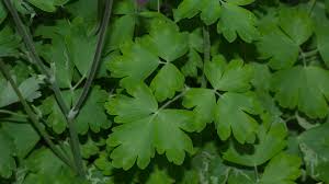Attēlu rezultāti vaicājumam “Aquilegia vulgaris leaf”