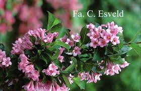 Attēlu rezultāti vaicājumam “Weigela praecox”
