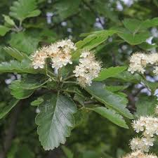 Attēlu rezultāti vaicājumam “Sorbus”