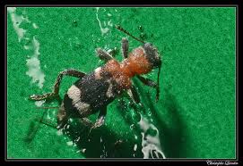 Attēlu rezultāti vaicājumam “Thanasimus formicarius”