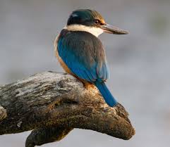 Image result for Kingfishers Netball Club