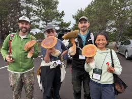 Attēlu rezultāti vaicājumam “Diderma cinereum”