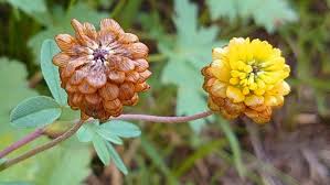 Attēlu rezultāti vaicājumam “Trifolium medium bud”