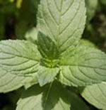 Image result for Menta x piperita