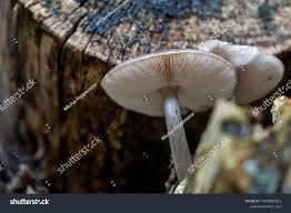 Attēlu rezultāti vaicājumam “Pluteus umbrosus”