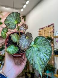 Attēlu rezultāti vaicājumam “Nola sp.”