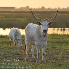Attēlu rezultāti vaicājumam “Bos primigenius taurus”