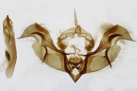 Attēlu rezultāti vaicājumam “Lacanobia contigua imago”