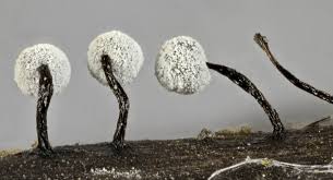 Attēlu rezultāti vaicājumam “Didymium tussilaginis”