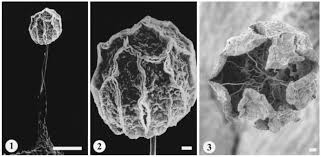 Attēlu rezultāti vaicājumam “Barbeyella minutissima”