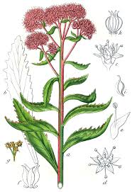 Attēlu rezultāti vaicājumam “Hylotelephium telephium”