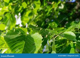 Attēlu rezultāti vaicājumam “Eriophyes tiliae”