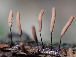 Attēlu rezultāti vaicājumam “Stemonitis axifera var. smithii macro”