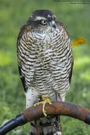 Attēlu rezultāti vaicājumam “Accipiter nisus female”