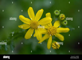 Attēlu rezultāti vaicājumam “Jacobaea vulgaris flower”