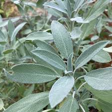 Attēlu rezultāti vaicājumam “Salvia officinalis leaf”