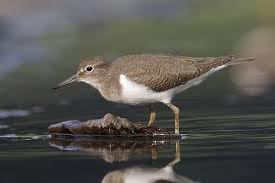 Attēlu rezultāti vaicājumam “Actitis hypoleucos adult”