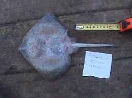 Image result for Raja straeleni