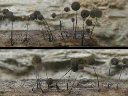 Attēlu rezultāti vaicājumam “Comatricha ellae”