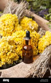 Attēlu rezultāti vaicājumam “Helichrysum arenarium”