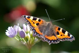 Attēlu rezultāti vaicājumam “Aglais urticae”