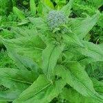 Attēlu rezultāti vaicājumam “Hesperis matronalis leaf”